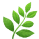 Fern